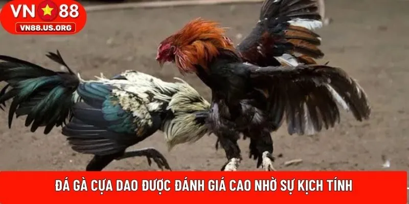 Đá gà cựa dao được đánh giá cao nhờ sự kịch tính