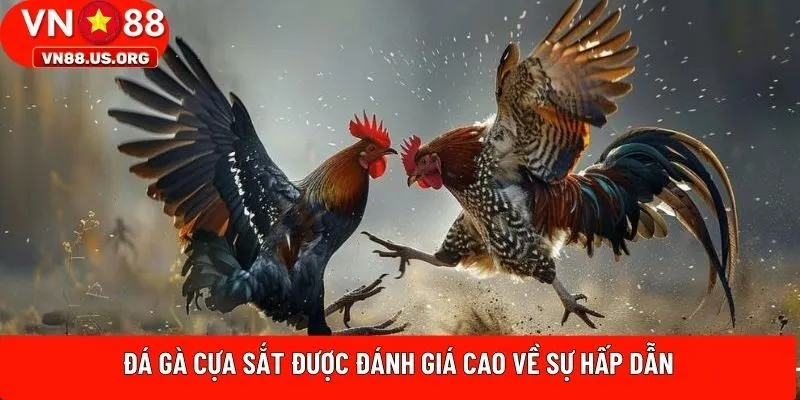 Đá gà cựa sắt được đánh giá cao về sự hấp dẫn